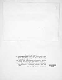 Sporisorium reilianum image